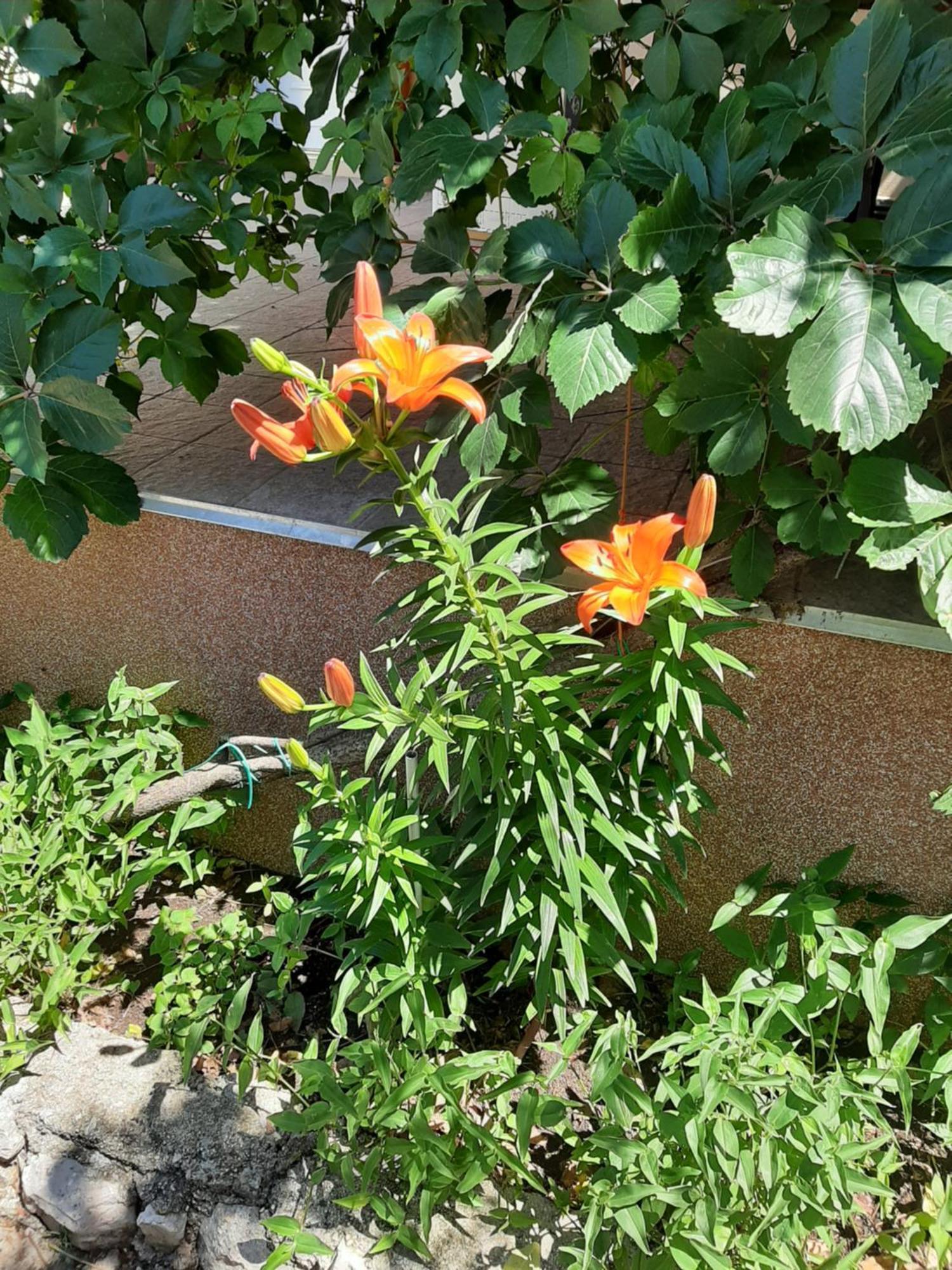 Apartmani Marija Povljana Quarto foto