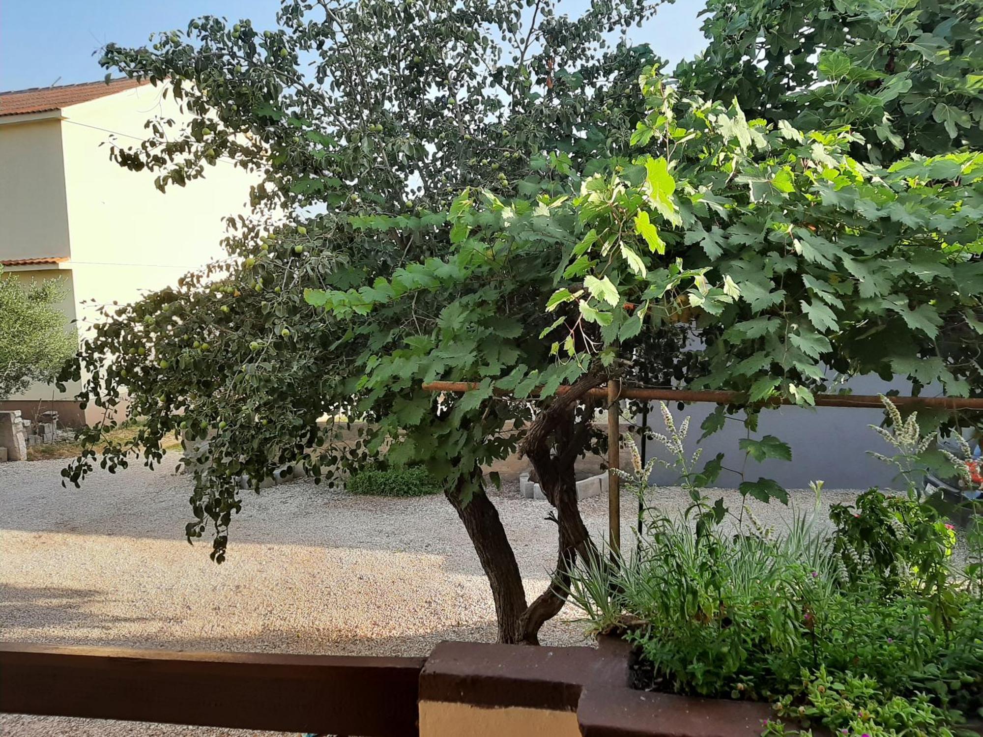 Apartmani Marija Povljana Quarto foto